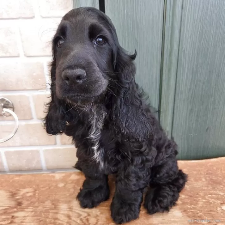 ID:2504-04848の子犬