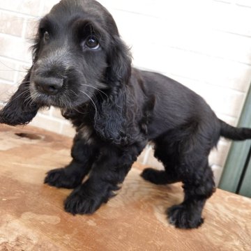 イングリッシュコッカースパニエル【千葉県・女の子・2025年3月30日・ブラック】の写真「しっかりした女の子」