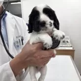 イングリッシュコッカースパニエル