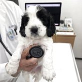 イングリッシュコッカースパニエル