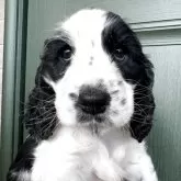 イングリッシュコッカースパニエル