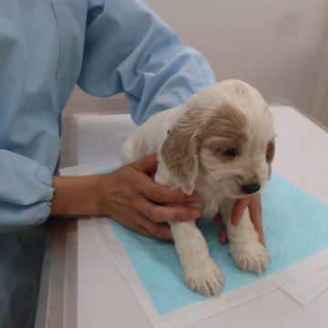 イングリッシュコッカースパニエル【千葉県・女の子・2023年8月28日・オレンジローン】の写真「ぽややんとしたかわいい子です」