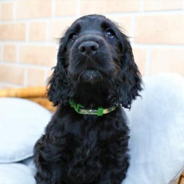 イングリッシュコッカースパニエル【千葉県・男の子・2022年9月23日・ブラック】の写真「甘えたでかわいいハンサム君です」