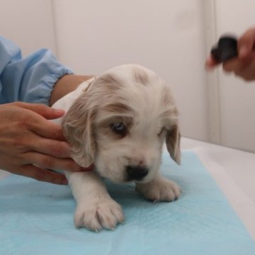 イングリッシュコッカースパニエル【千葉県・男の子・2023年8月28日・オレンジローン】の写真「どっしりした甘えんぼ」