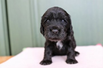 イングリッシュコッカースパニエル【千葉県・女の子・2022年3月22日・ブラック】の写真「どっしりした甘えんぼ」