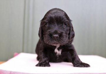 イングリッシュコッカースパニエル【千葉県・男の子・2022年3月22日・ブラック】の写真「甘えたでかわいいハンサム君です」