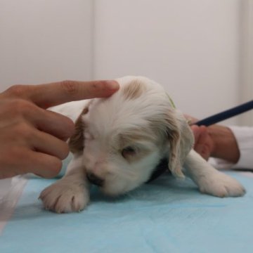 イングリッシュコッカースパニエル【千葉県・男の子・2023年8月28日・オレンジローン】の写真「人大好きなかわいい子」