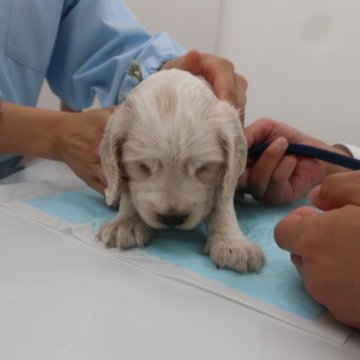 イングリッシュコッカースパニエル【千葉県・女の子・2023年8月28日・オレンジローン】の写真「ぽややんとしたかわいい子です」