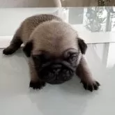 パグ
