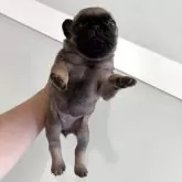 パグ