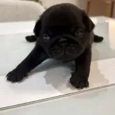 パグ