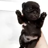 パグ