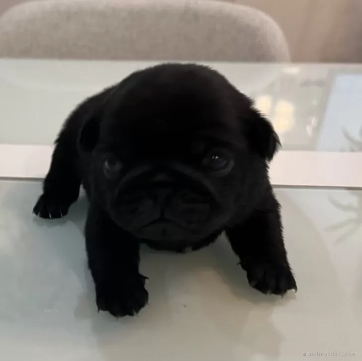 パグあずき 様のお迎えした子犬