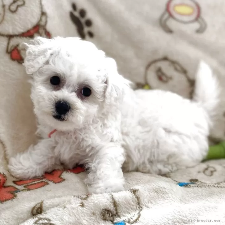 ID：2509-04781の子犬