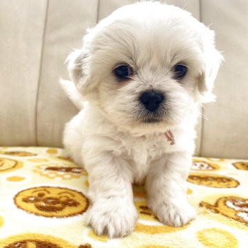 ミックス(ペキニーズ×ビションフリーゼ)【熊本県・女の子・2025年10月1日・ホワイト】の写真「甘えん坊さんです♡」