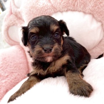 チワプー(チワワ×トイプードル)【熊本県・女の子・2025年10月25日・ブラックタン】の写真「甘えん坊さんです♡」