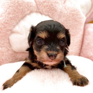 チワプー(チワワ×トイプードル)【熊本県・女の子・2025年10月25日・ブラックタン】の写真「甘えん坊さんです♡」