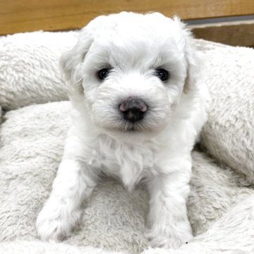 ビションフリーゼ【熊本県・男の子・2025年8月20日・ホワイト】の写真「看板犬みぞれの子どもです」