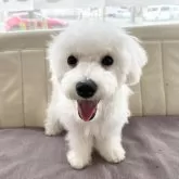 ビションフリーゼ