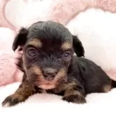 チワプー(チワワ×トイプードル)【熊本県・女の子・2025年10月25日・ブラックタン】の写真3