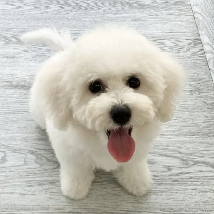 ID:2307-01948の子犬