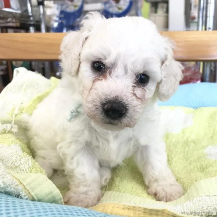 ID:2206-03429の子犬