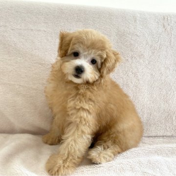トイプードル(トイ)【熊本県・女の子・2024年6月17日・アプリコット】の写真「甘えん坊さんです。」
