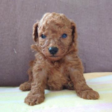 トイプードル(トイ)【熊本県・男の子・2023年4月29日・レッド】の写真「おっとりした性格でマイペースな男の子」