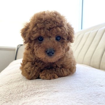 トイプードル(トイ)【熊本県・男の子・2024年3月15日・レッド】の写真「甘えん坊さんです♡♡」