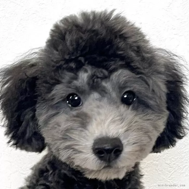 トイプードル(トイ)【千葉県・女の子・2025年6月29日・シルバー】の写真1