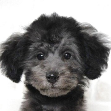 トイプードル(タイニー)【千葉県・男の子・2025年6月29日・シルバー】の写真「タイニーシルバープードル♪欠点無し！健康優良児」