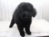 トイプードル(トイ)【千葉県・女の子・2024年11月4日・ブラック】の写真3