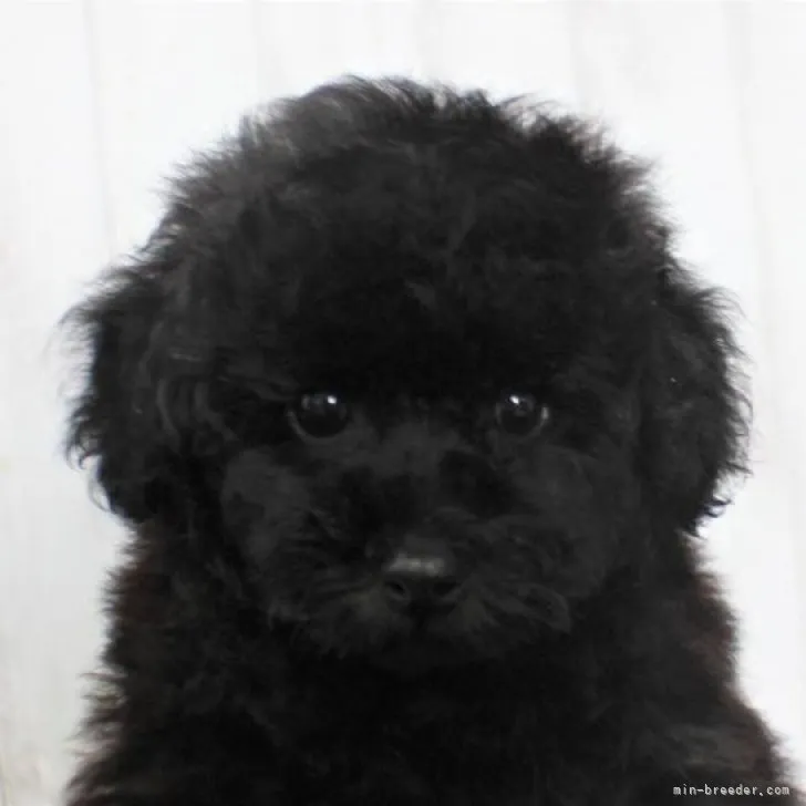 ID：2308-00937の子犬
