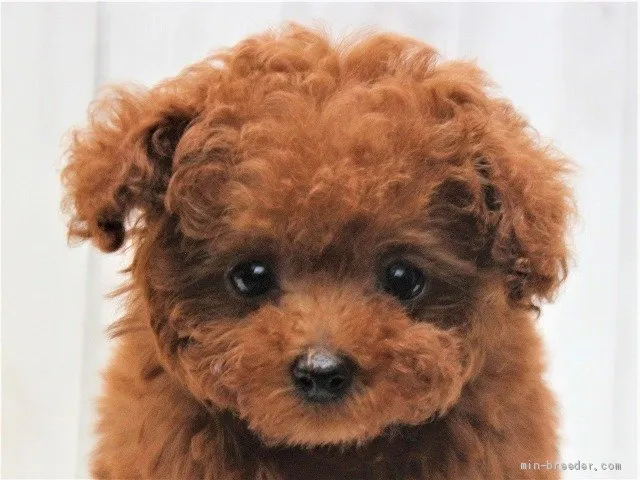 ID:1912-02457の子犬