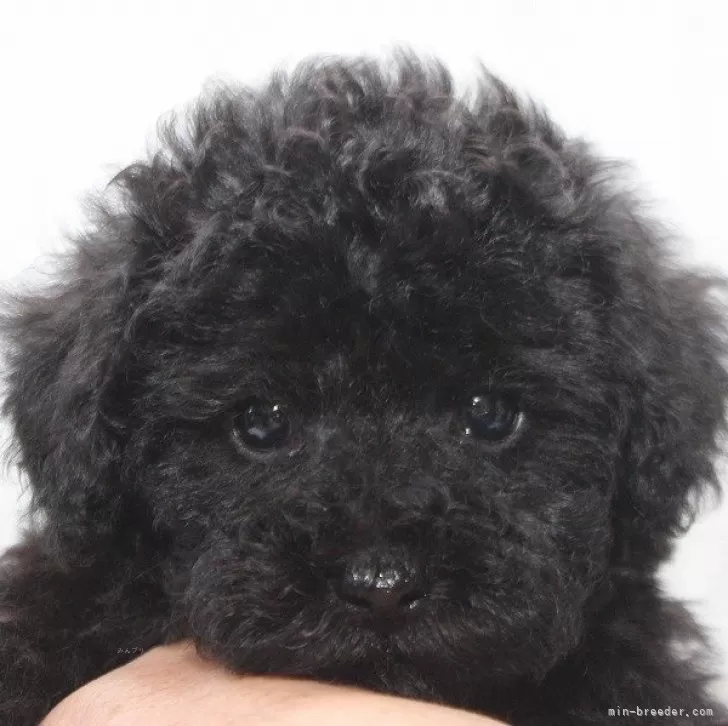 ID:2410-05152の子犬