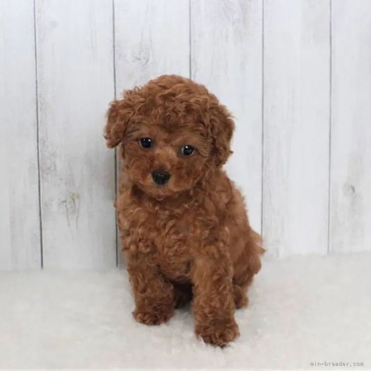 ID：2306-06075の子犬