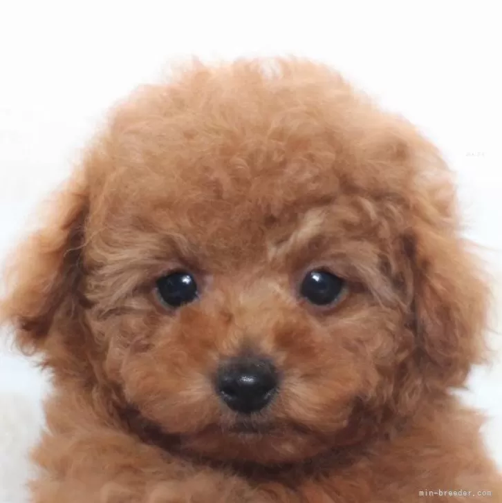 ID：2401-01126の子犬