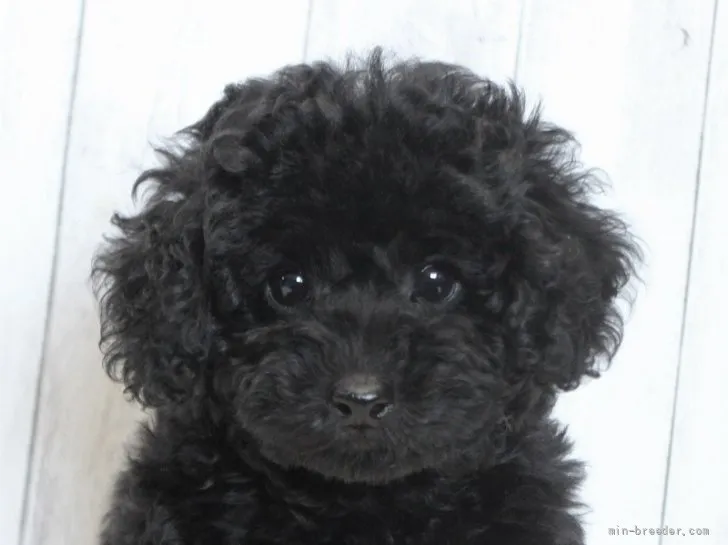 ID:2112-02002の子犬