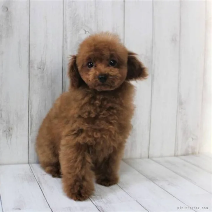 ID:2212-04407の子犬
