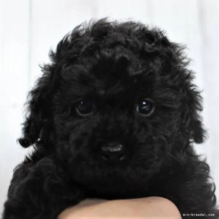 ID：2212-04109の子犬