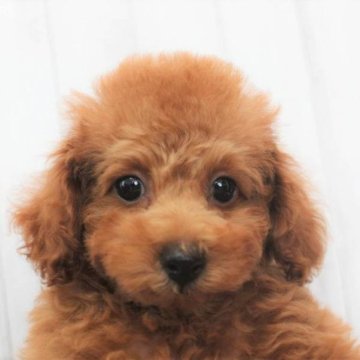トイプードル(トイ)【千葉県・女の子・2023年5月20日・レッド】の写真「お目目パッチリ！♡生命保証6ヶ月♡濃いレッド」