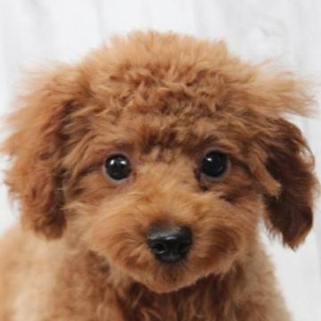 トイプードル(タイニー)【千葉県・男の子・2022年7月3日・レッド】の写真「タイニー予想♡生命保証6ヶ月♡イケメン君☆彡」