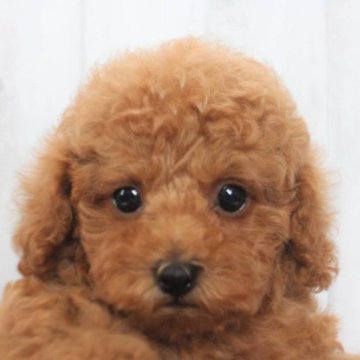 トイプードル(タイニー)【千葉県・男の子・2023年5月20日・アプリコット】の写真「タイニー予想♡生命保証6ヶ月♡パテラ無し」