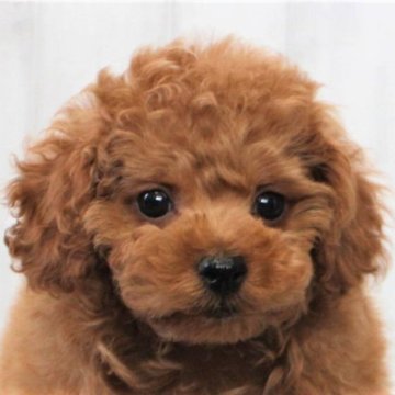 トイプードル(タイニー)【千葉県・男の子・2022年11月22日・アプリコット】の写真「タイニー予想♡生命保証6ヶ月♡欠点無し」