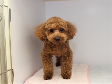 トイプードル(トイ)【千葉県・女の子・2021年1月12日・レッド】の写真「訳ありですが、健康状態良好で可愛い子です♪」