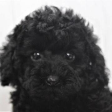 トイプードル(トイ)【千葉県・女の子・2022年5月25日・ブラック】の写真「トイ小さめ予想♡生命保証6ヶ月♡欠点無し」