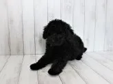 トイプードル(トイ)【千葉県・女の子・2022年1月3日・ブラック】の写真3「3/11撮影」