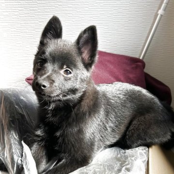 スキッパーキ【千葉県・女の子・2025年1月11日・ブラック】の写真「国内屈指の小熊🐾(準外産)」