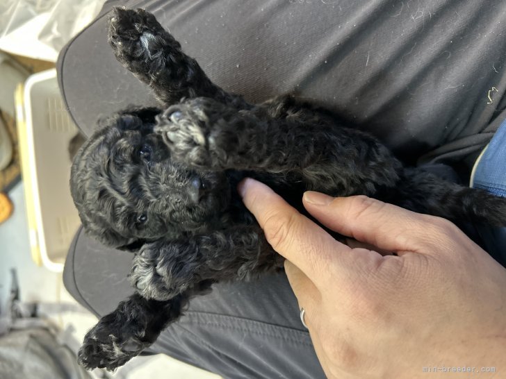 谷繁樹ブリーダーのブログ：離乳食始まりました。本当に可愛い子たちです💕