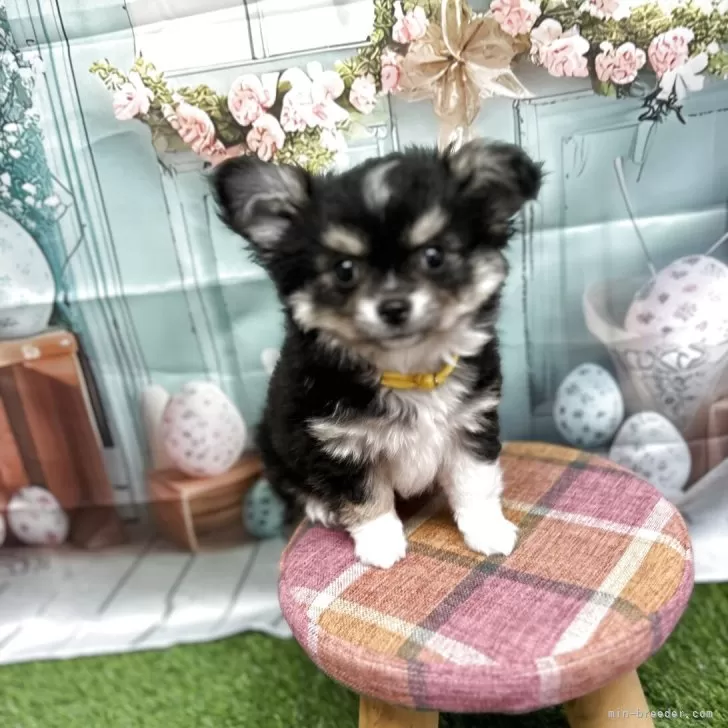 のってぃ 様のお迎えした子犬